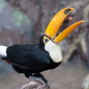 Toucan