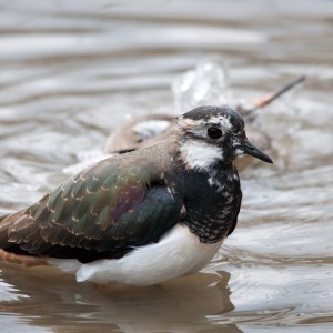 Lapwing