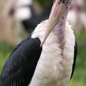 Marabou stork