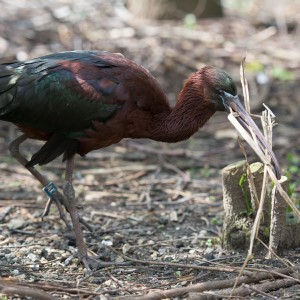 Black ibis