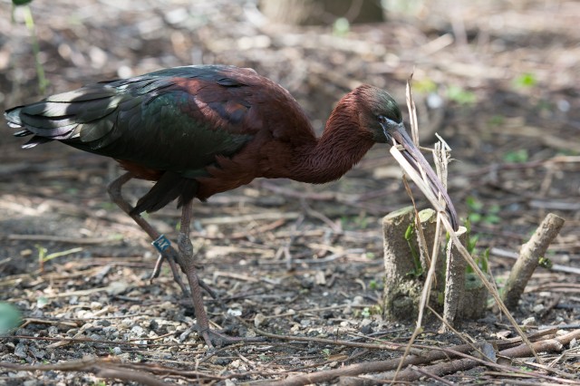 Black ibis