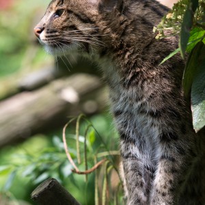 Fishing cat