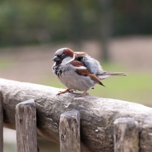 House sparrow