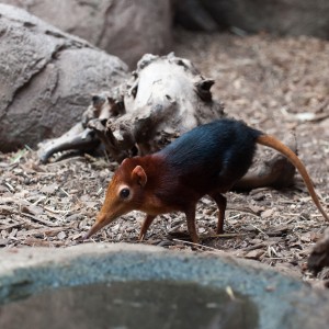 Black and rufous elephant shrew