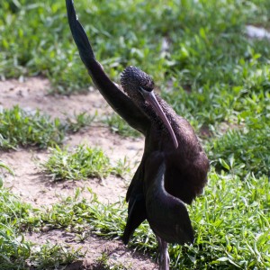 Black ibis