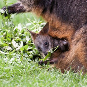 Swamp wallaby