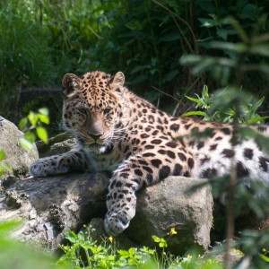 Amur leopard