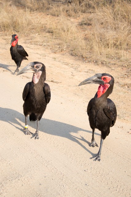 Southern Ground Hornbills