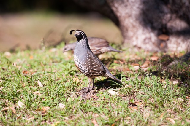 California Quail