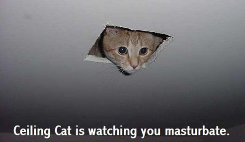 https://www.maartentijhof.nl/wp-content/uploads/ceilingcat.jpg